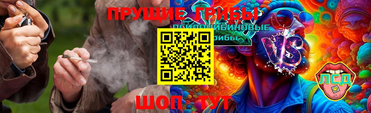 Галлюциногенные грибы Psilocybine cubensis Коломна